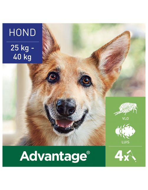 Advantage Hond 4 pip - Anti vlooien en luizenmiddel