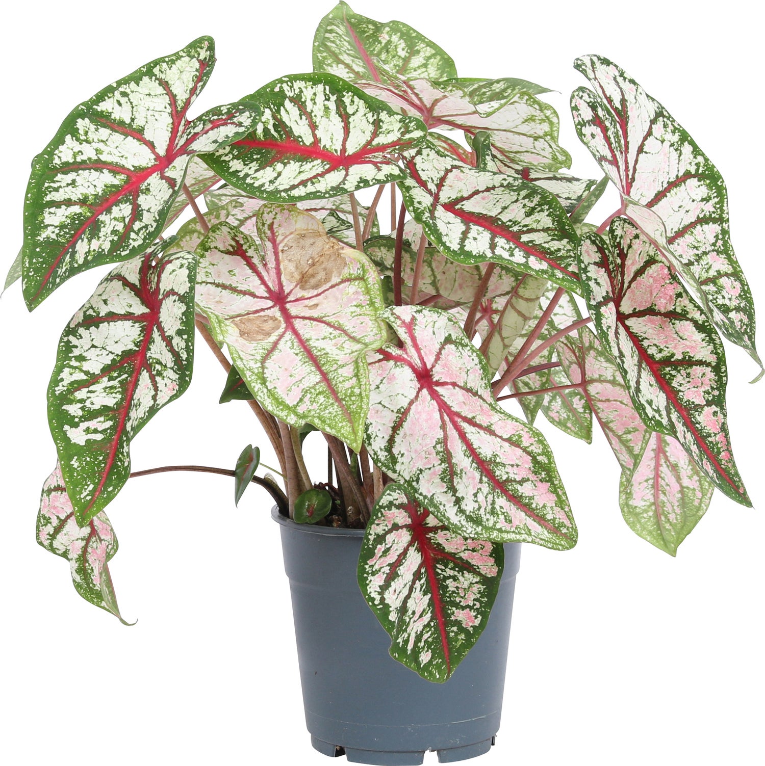 Caladium (Caladium 'Carousel') D 12 H 25 cm