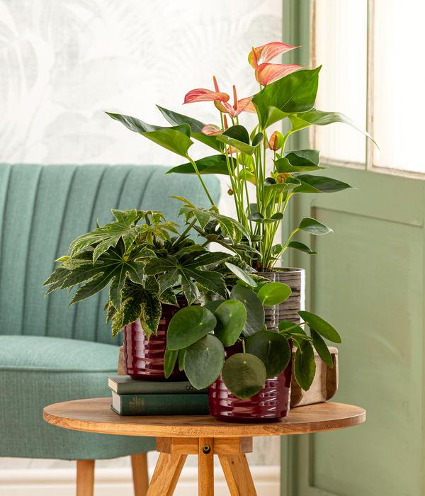 Zimmeraralie - Fatsia japonica