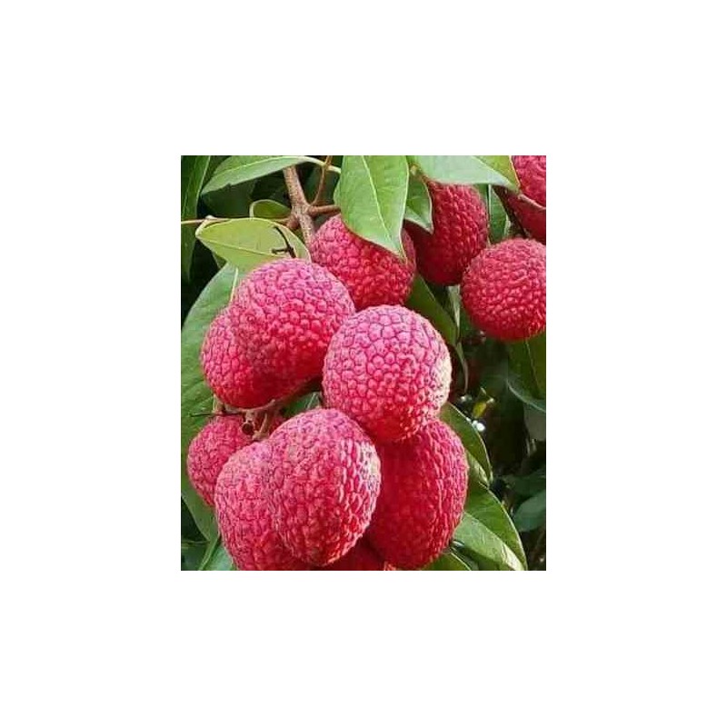 Création de votre jardin exotique 6 plantes emblématiques
