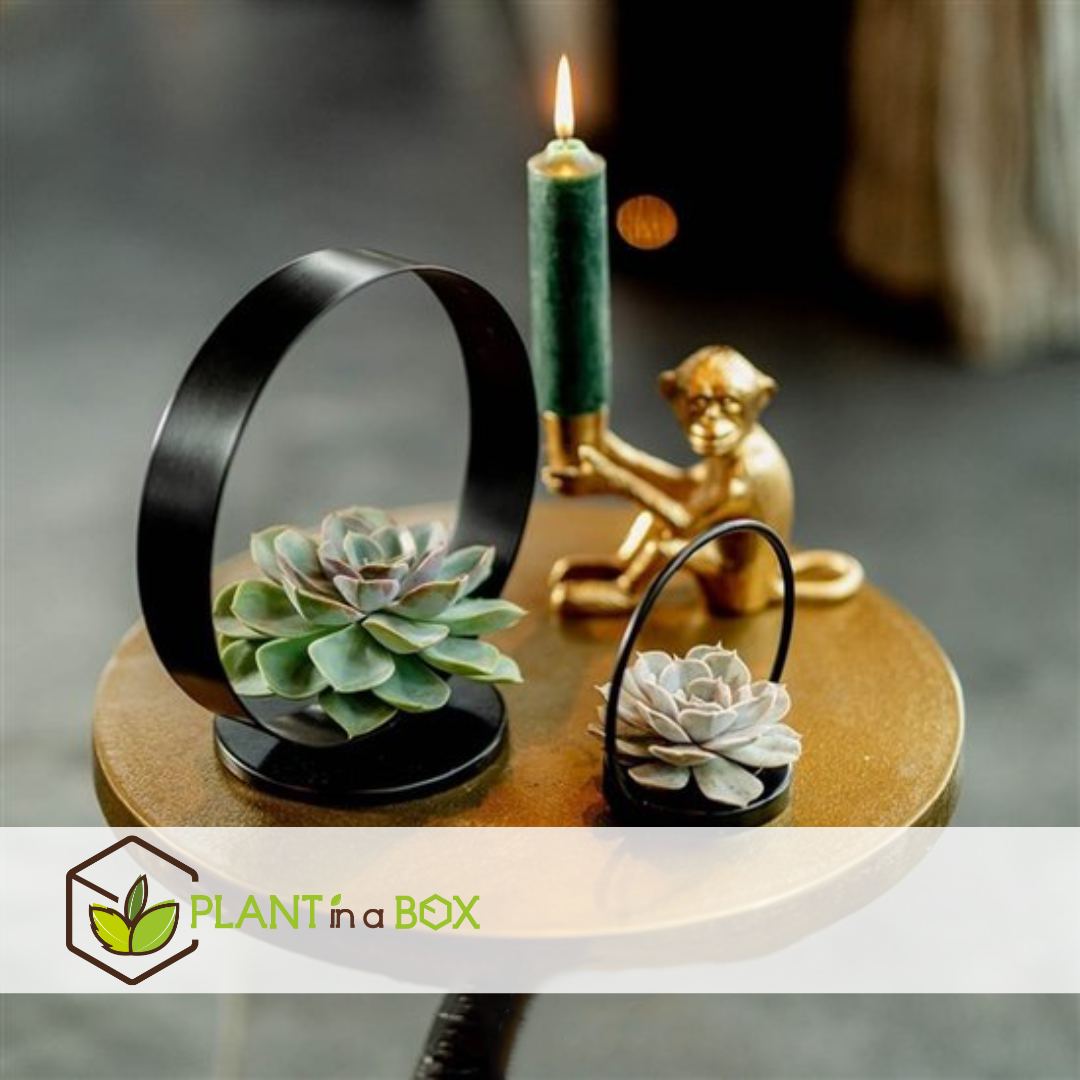 Echeveria black metal ring - succulente dans un anneau décoratif - 20 cm - noir