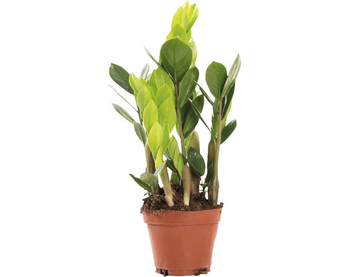 ZZ plant FloraSelf (Zamioculcas zamiifolia) H ca. 35 cm Ø 10,5 cm pot