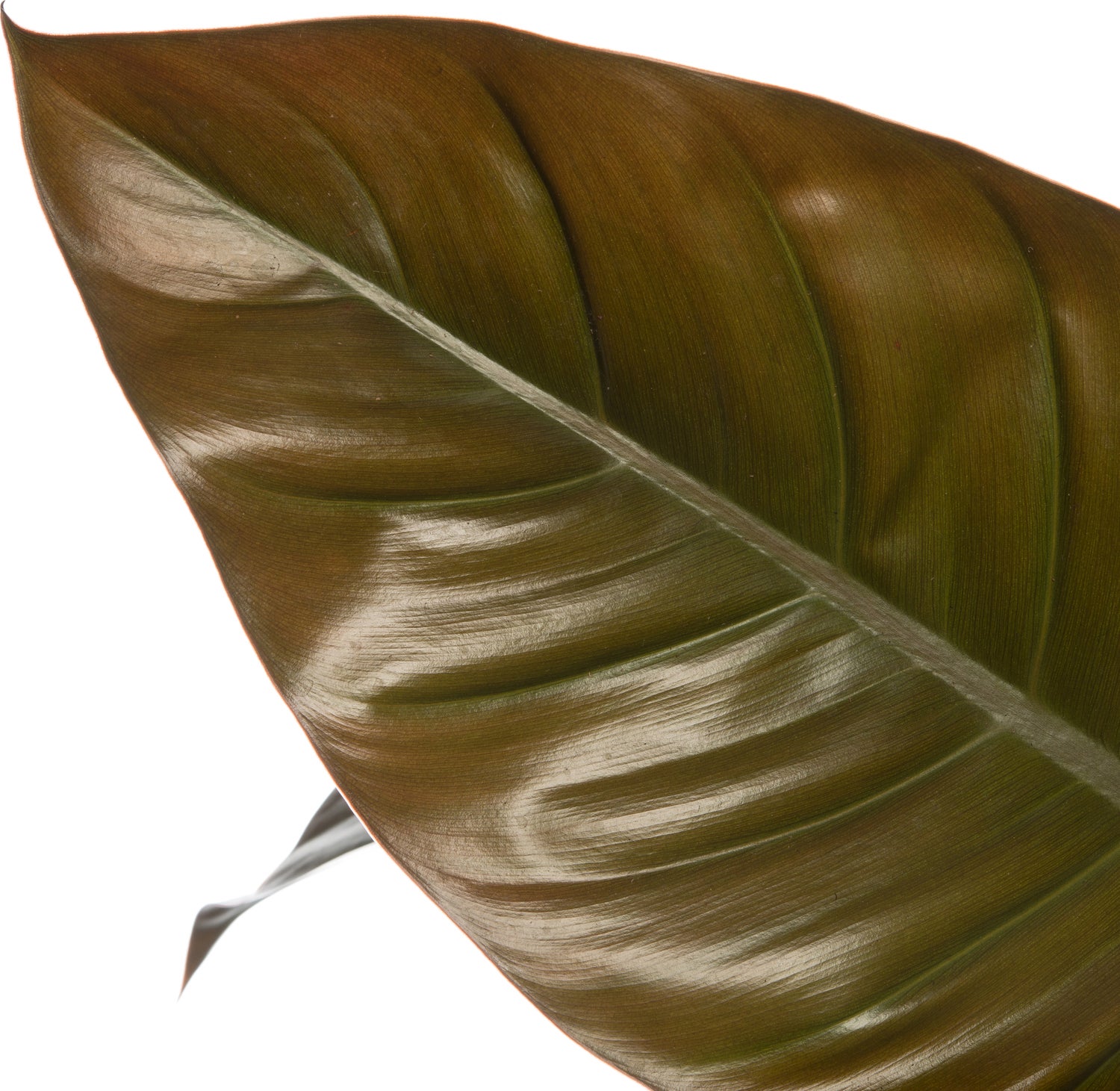 Philodendron (Philodendron 'Imperial Red') D 34 H 90 cm