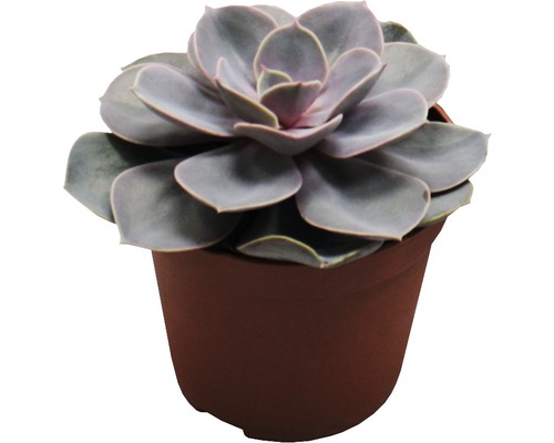 Echeveria Mix FloraSelf Echeveria Ø 8,5 cm pot willekeurige variëteitselectie