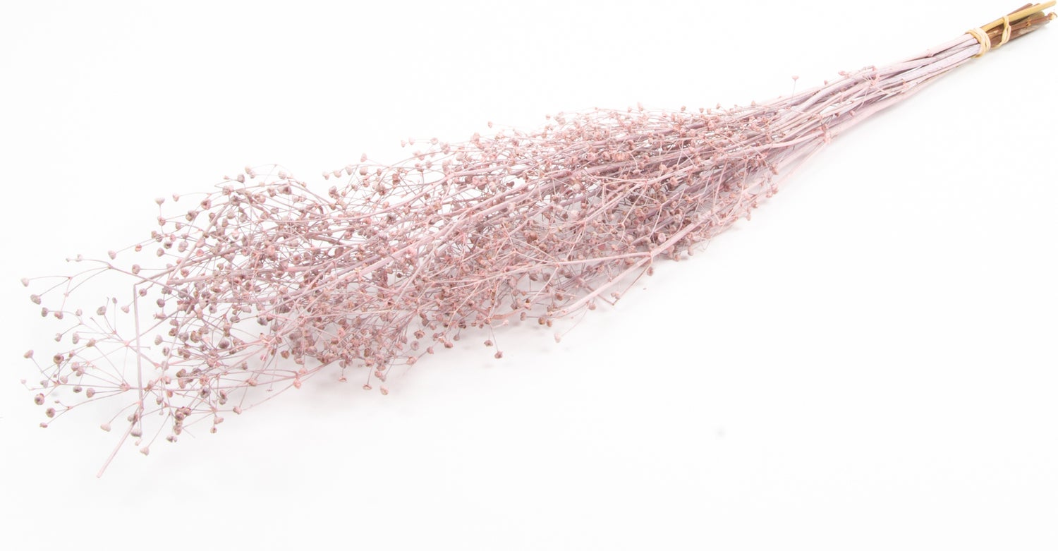Droogbloemen Misty Massasa roze H 60 cm