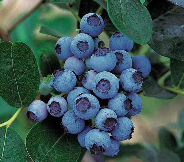 Dehner Gourmet Garten Heidelbeere 'Spartan'