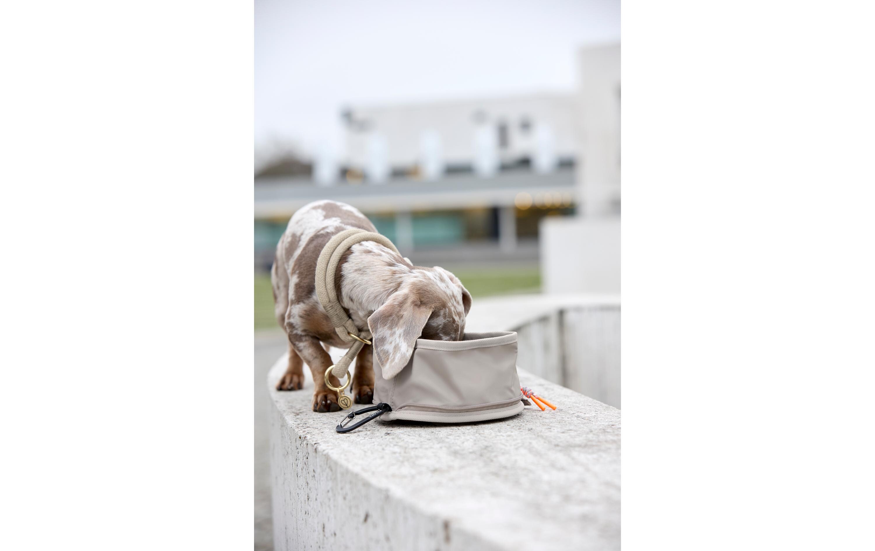 Reisenapf Dog Bowl To Go Tura AnthrazitHundenapf für unterwegs