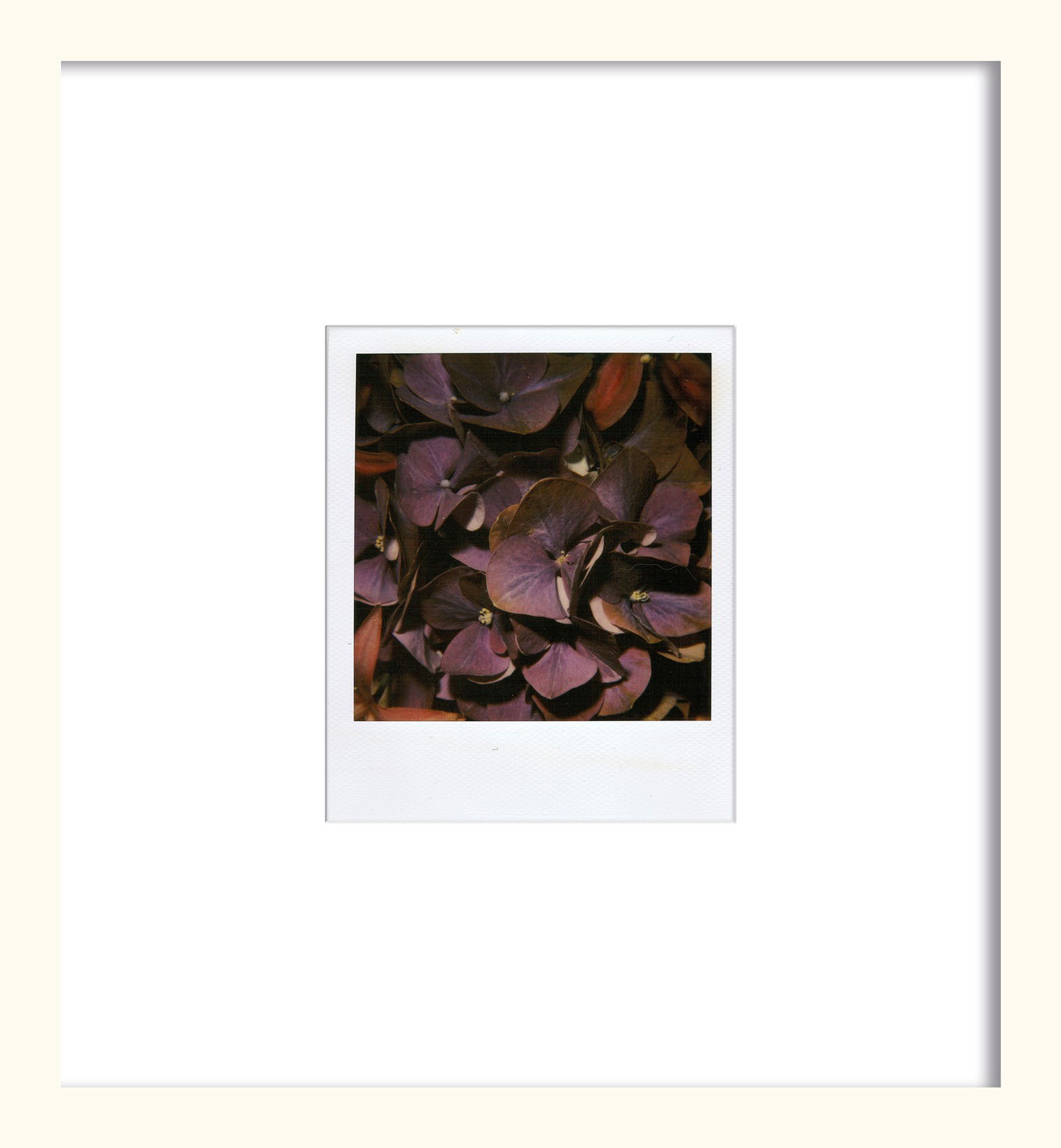 Flower by Nobuyoshi Araki - Unique Artwork