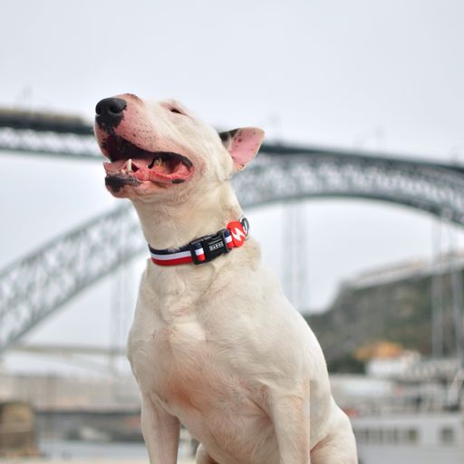 Coleira para cães Dashi com listras vermelhas e azuis em poliéster.