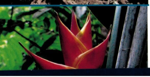 EDITIONS DAKOTA - MARTINIQUE ENTRE TERRE ET MER