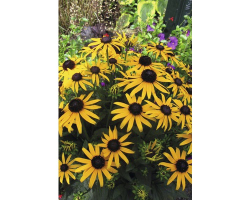 Coneflower FloraSelf Rudbeckia fulgida 'Little Gold Star' ® H 20-50 cm Co 3 L
