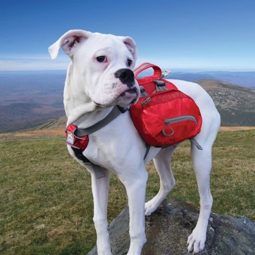 Mochila com alforjes para cães, vermelha