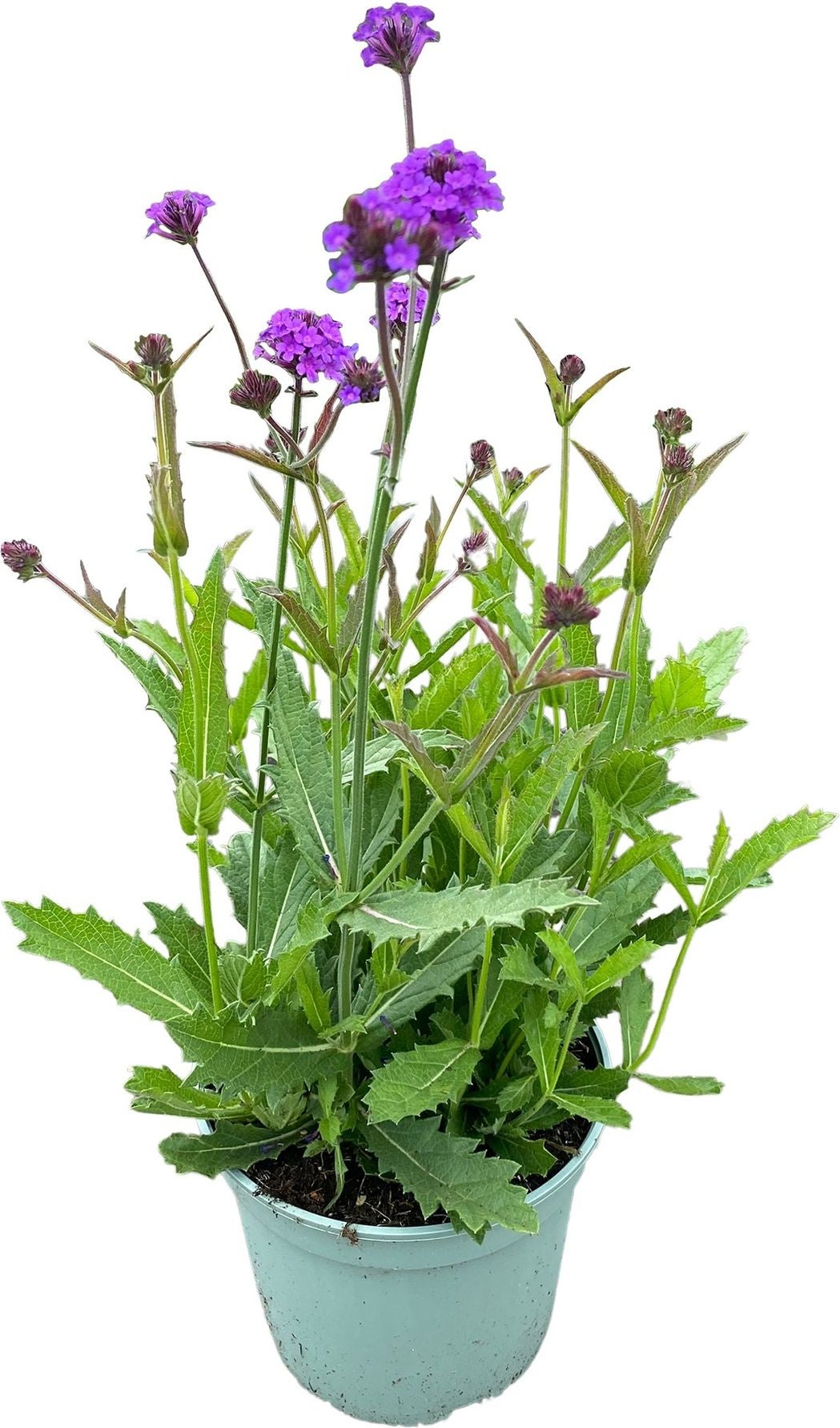 Ijzerhard (Verbena rigida) D 17 H 40 cm