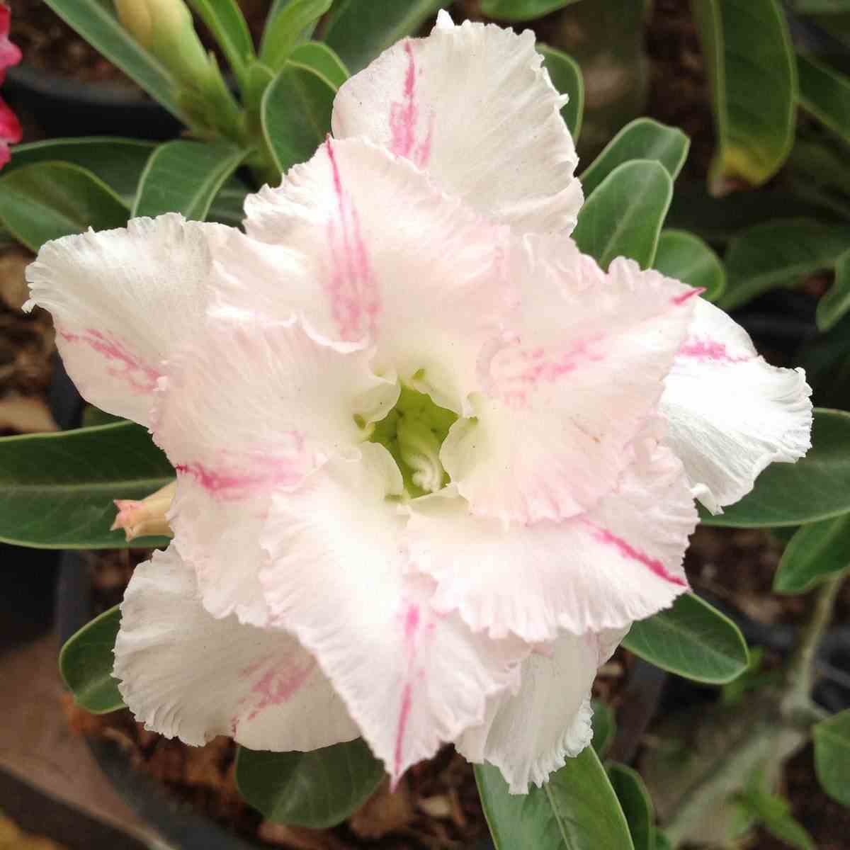 Adenium obesum cv. White rabbit blanc et rose - taille caudex d'environ 150g