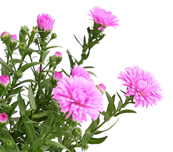 Glattblatt-Aster