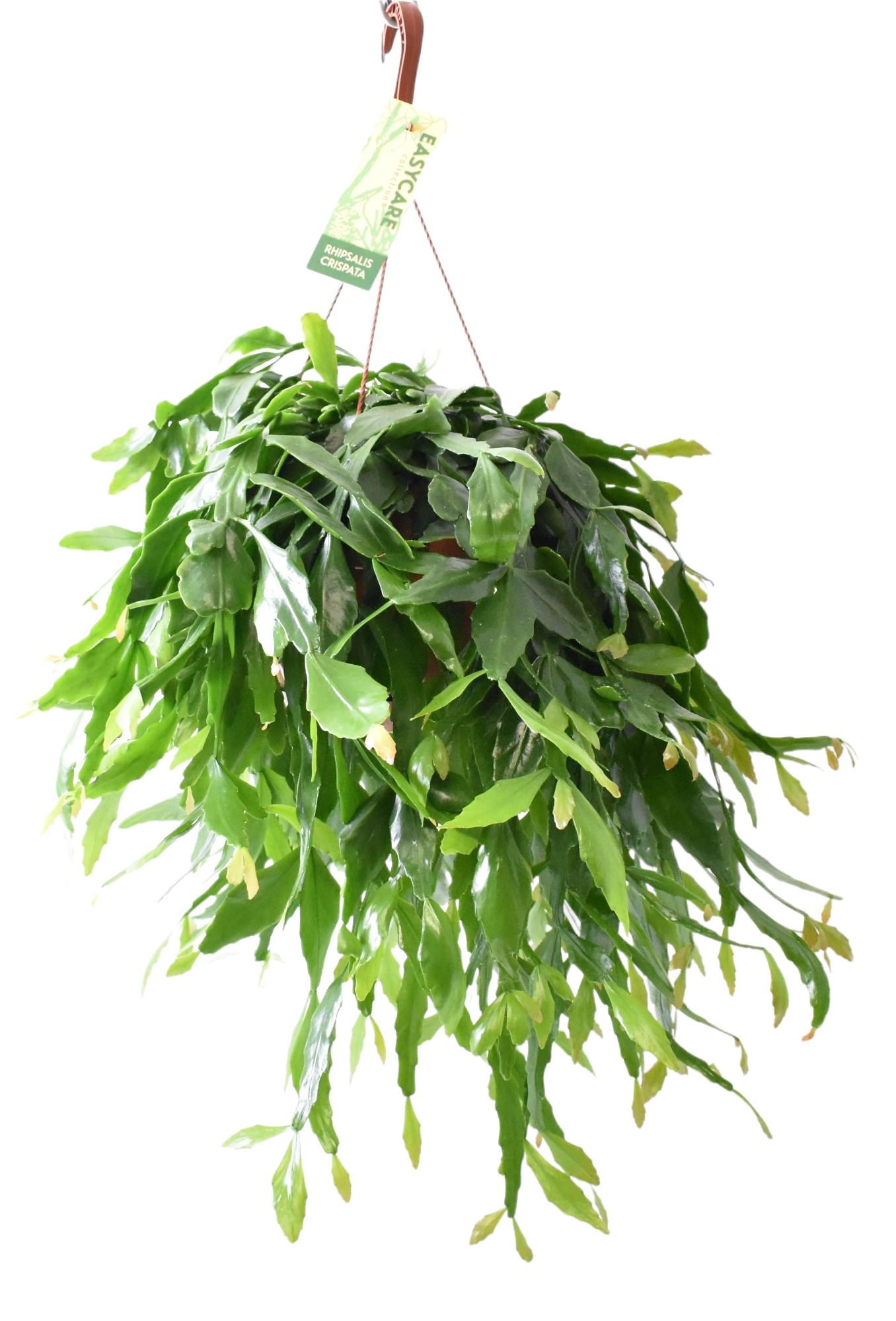 Plante d'intérieur - rhipsalis crispata 50.0cm