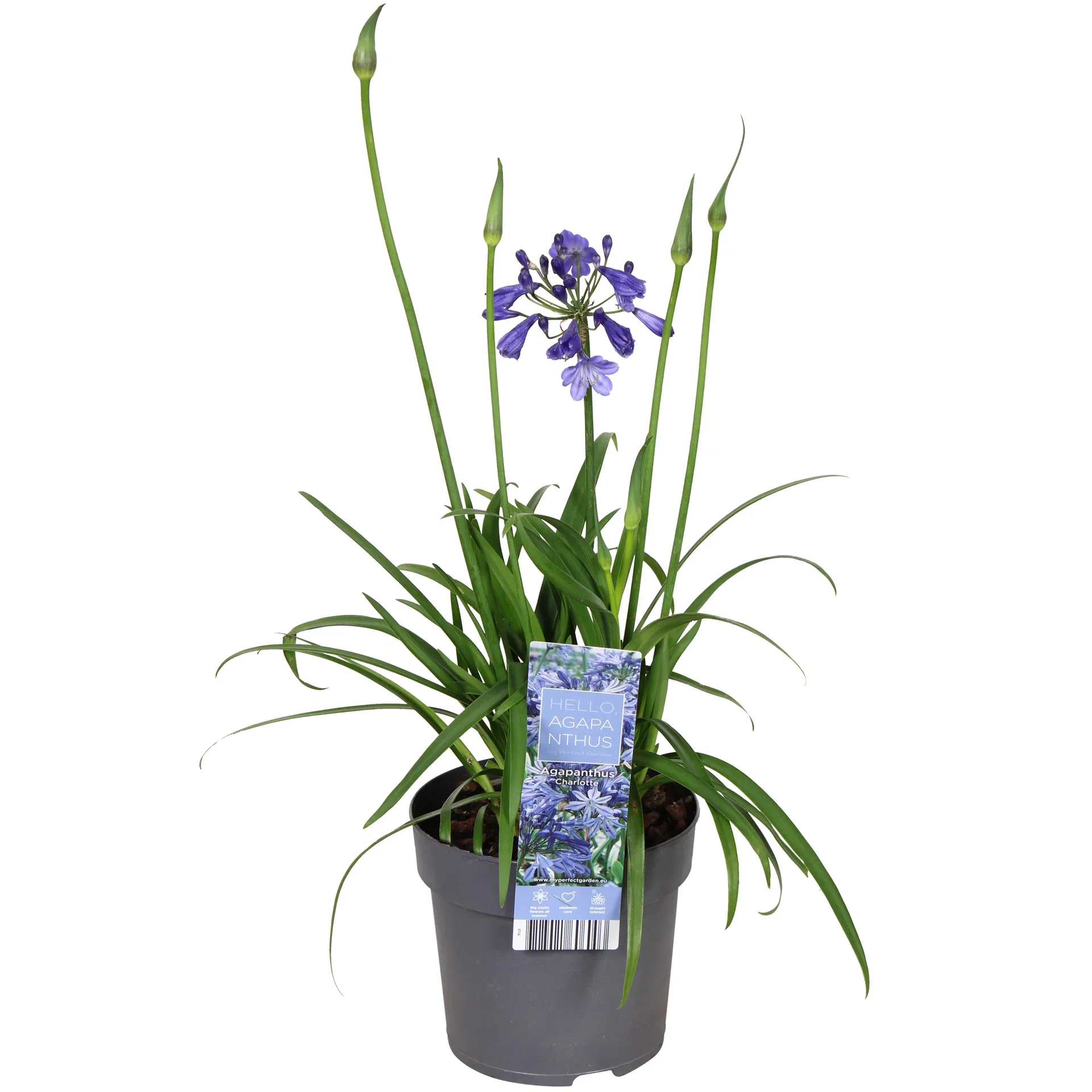 Agapanthus 'Pixie Blue' Afrikas blå lilje 'Pixie Blue' Ø14 cm