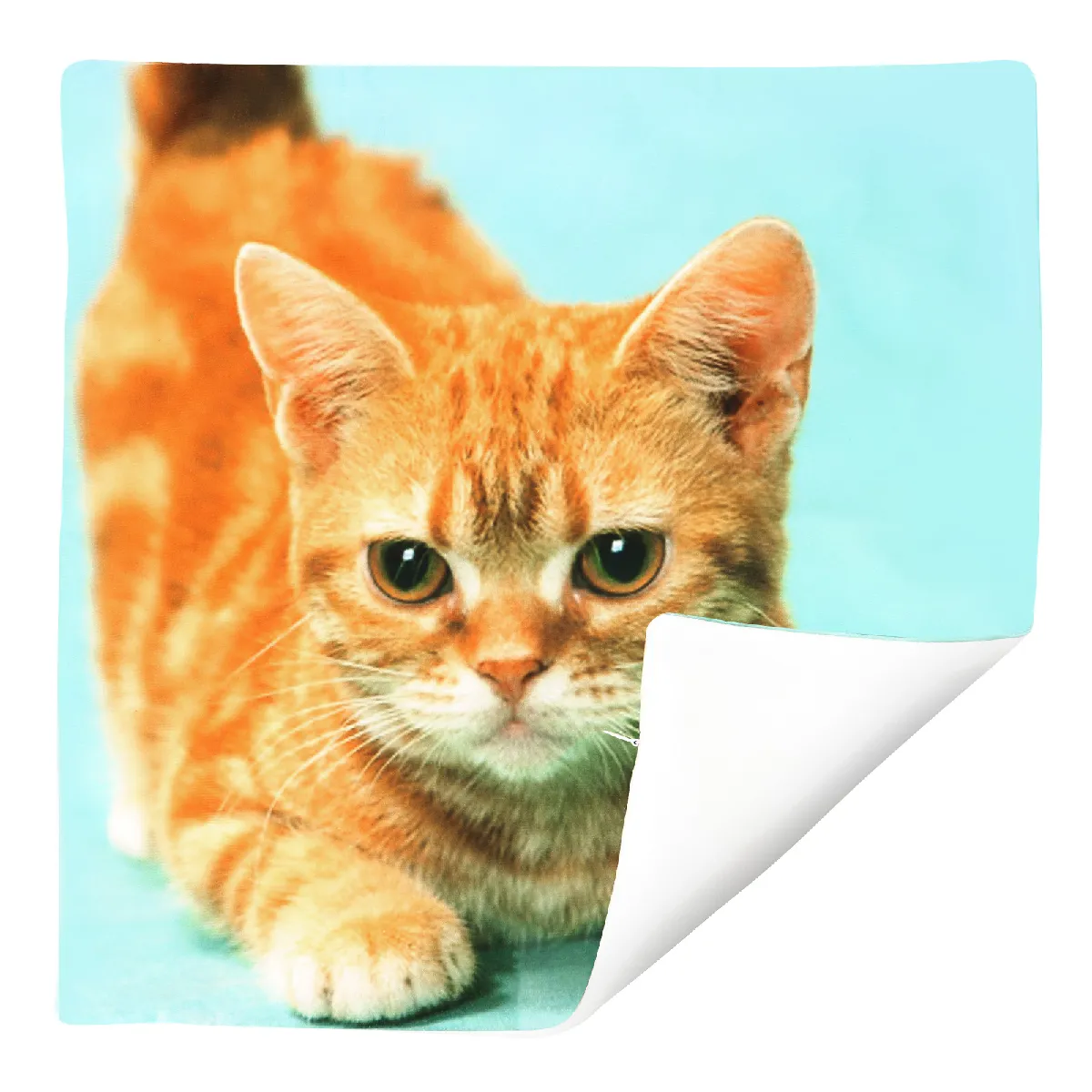 Housses de coussin AVIZAR - Chat Jaune 40x40CM