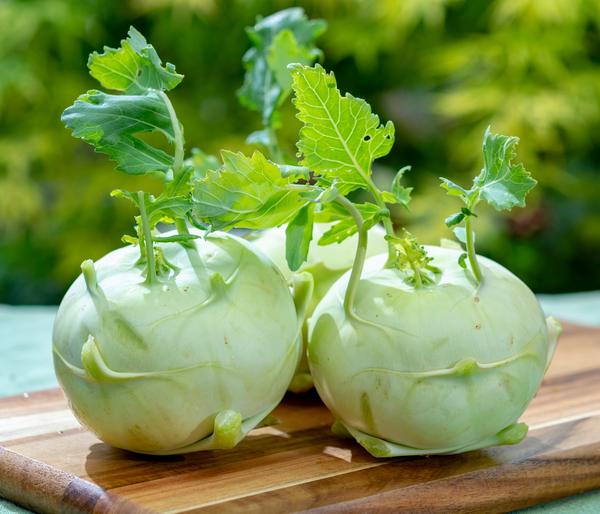 Dehner Premium Samen Kohlrabi 'Neisse F1'