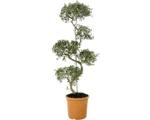 Olijfboom S-vorm FloraSelf Olea europaea H ca. 115 cm Ø 30 cm pot 35 Jaar FloraSelf Jubileumeditie