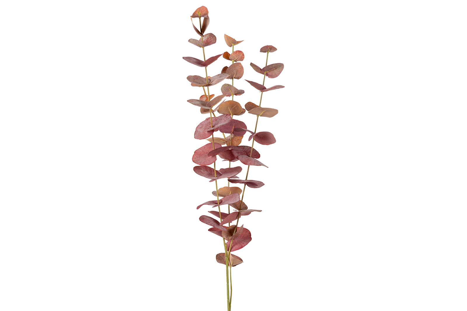 Eucalyptus stilk Burgunder H60 cm