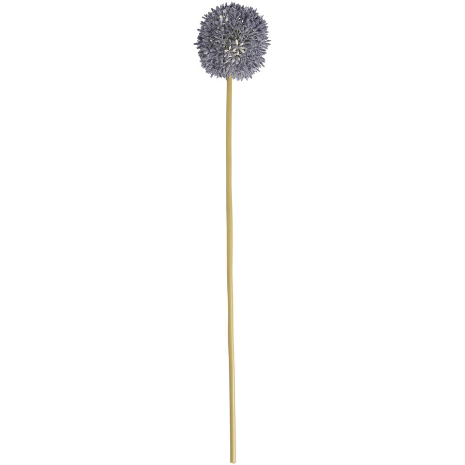 Bloem Allium Paars