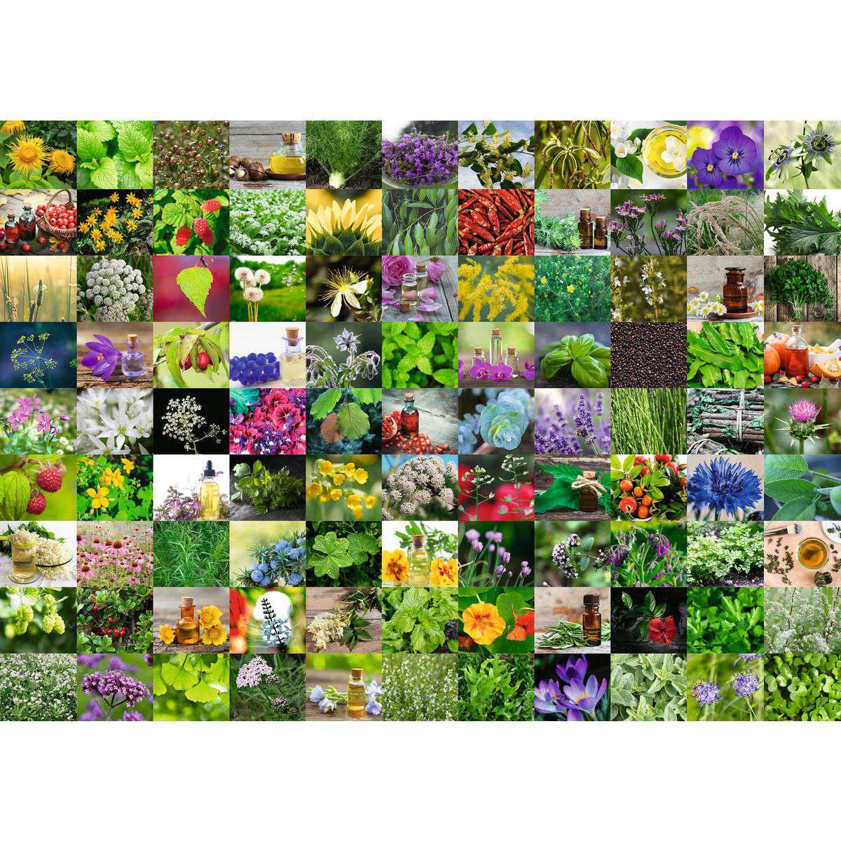 Ravensburger Spiel 99 Kräuter und Gewürze