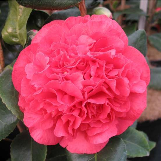 Camellia japonica : H 70/80 cm, ctr 15 Litres