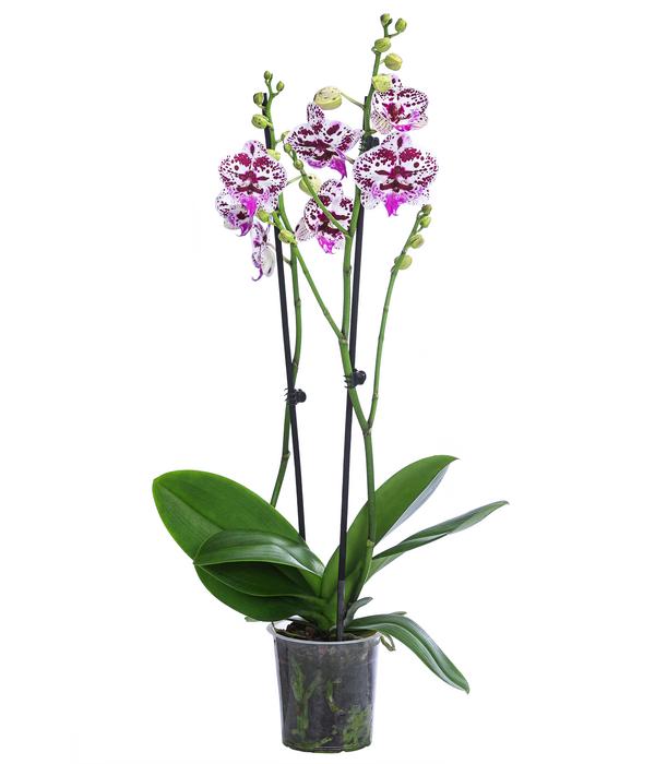 Schmetterlingsorchidee - Phalaenopsis
