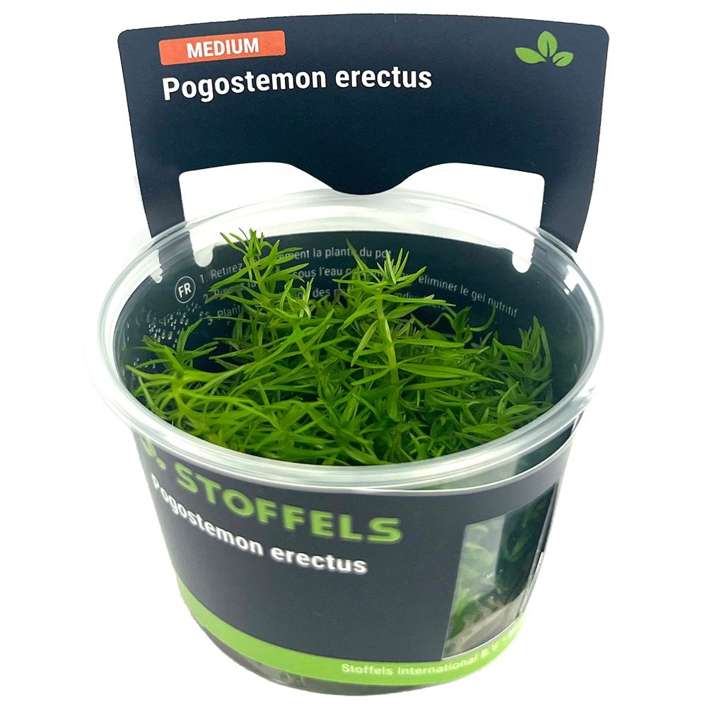 Waterplant Pogostemon Erectus in-vitro | Aquariumplant