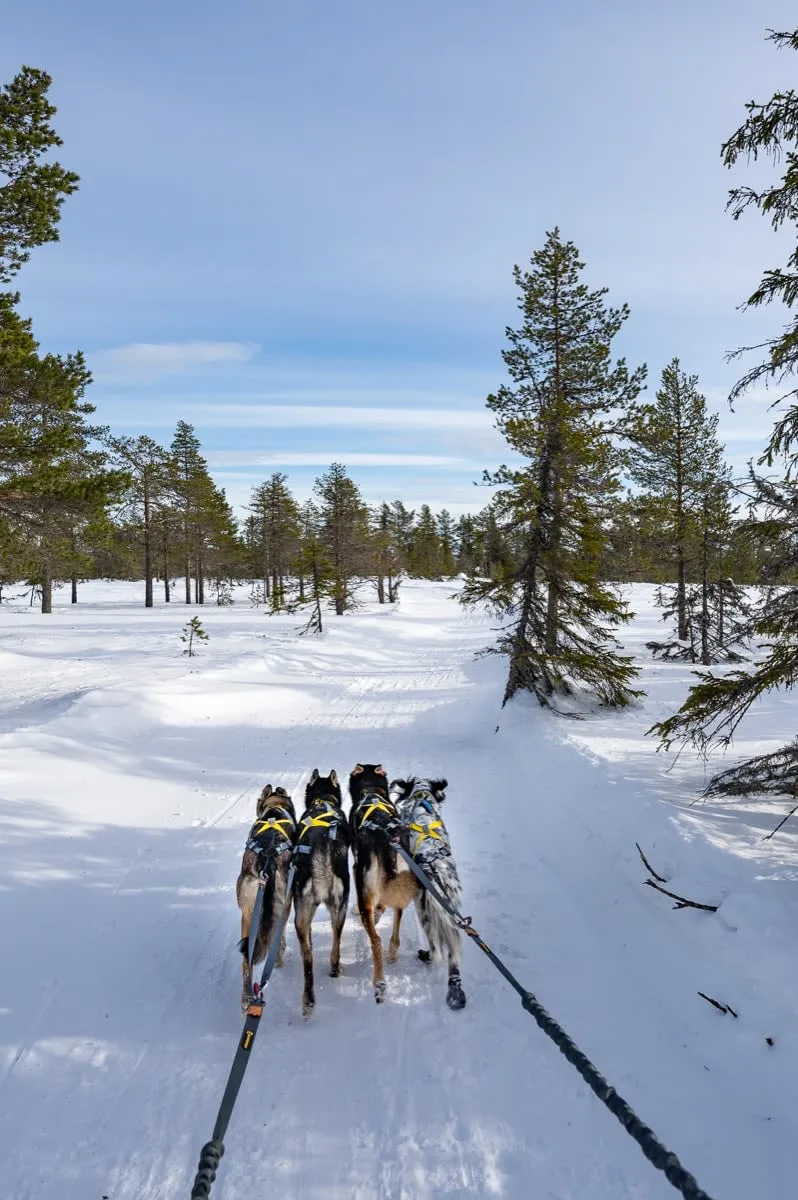 Seleverkstedet Seleverkstedet Twin lead splitter Grå/brun