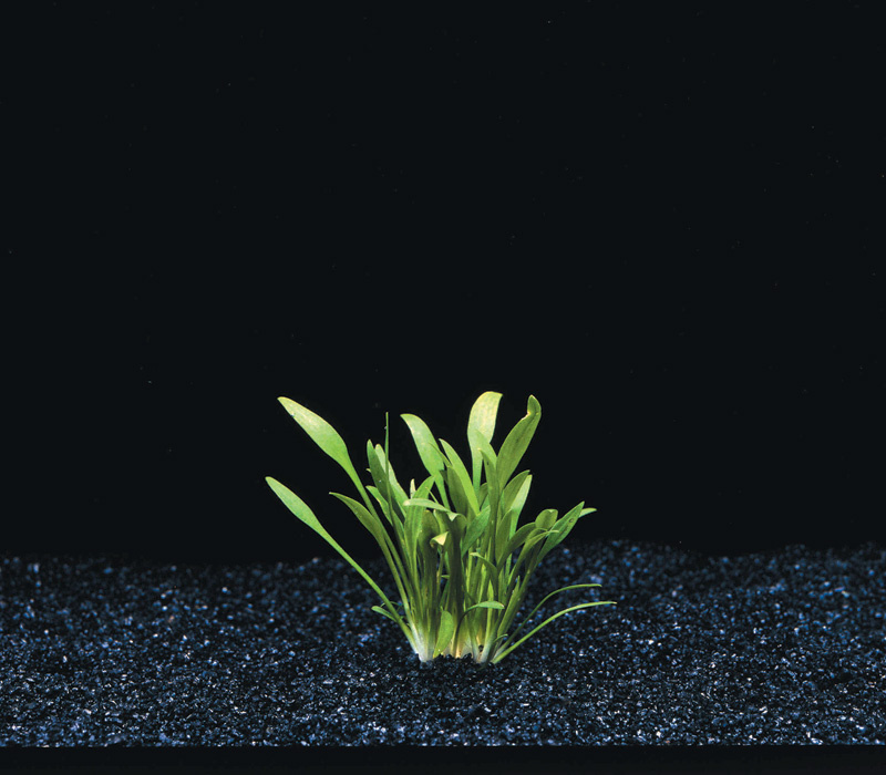 Waterplant Cryptocoryne Parva 5 cm in pot