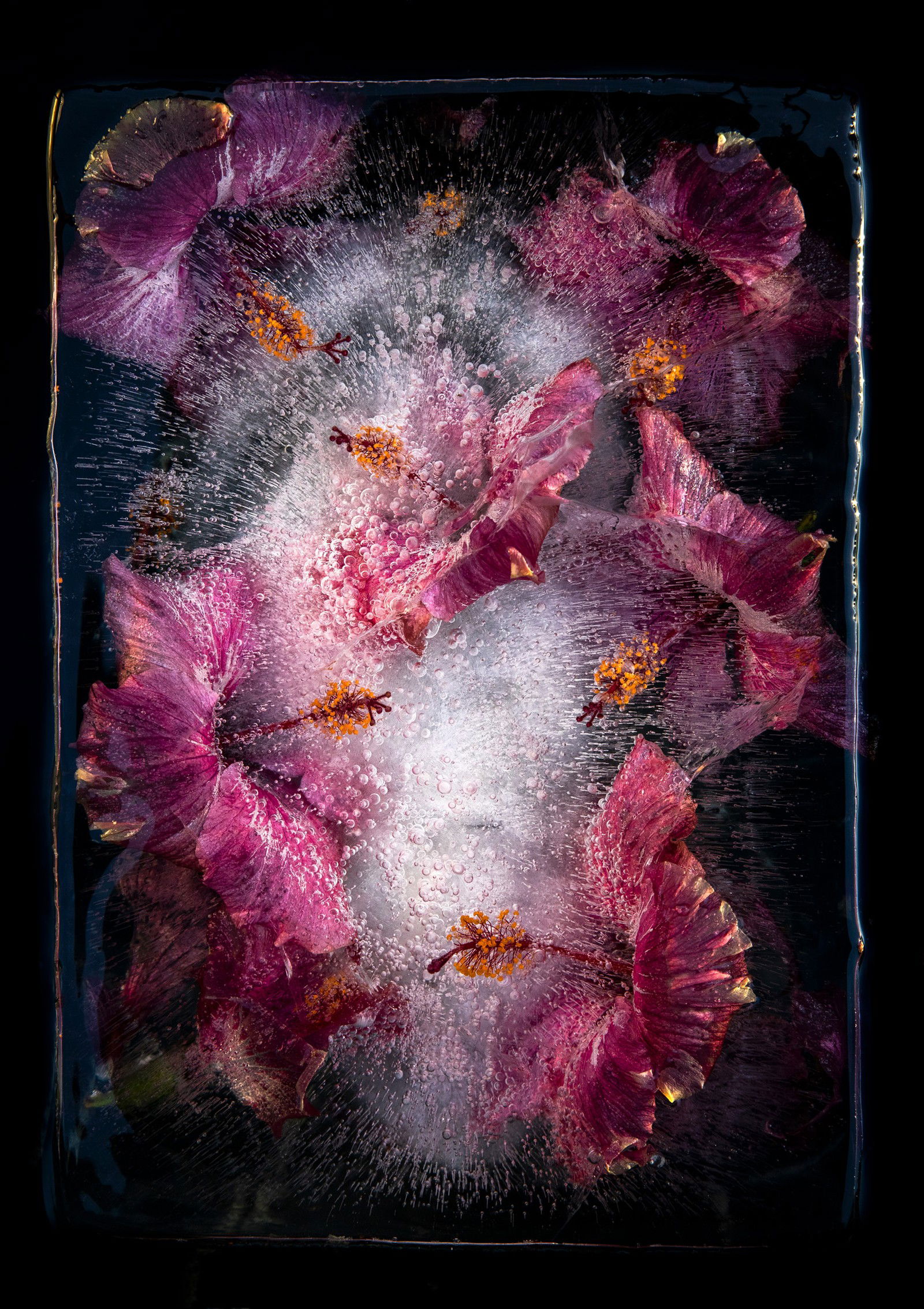 Pink Hibiscus by Bruce Boyd - Limited Edition. Edition of: 150. Signed.