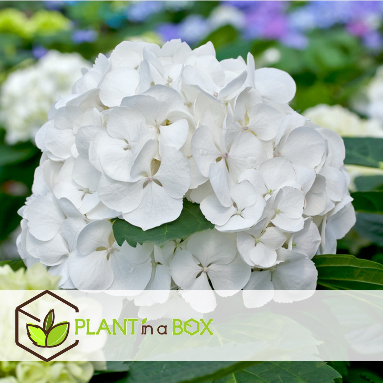 Hydrangea macrophylla - blanc - set de 3 - hortensia - pot 9cm - hauteur 25-40cm