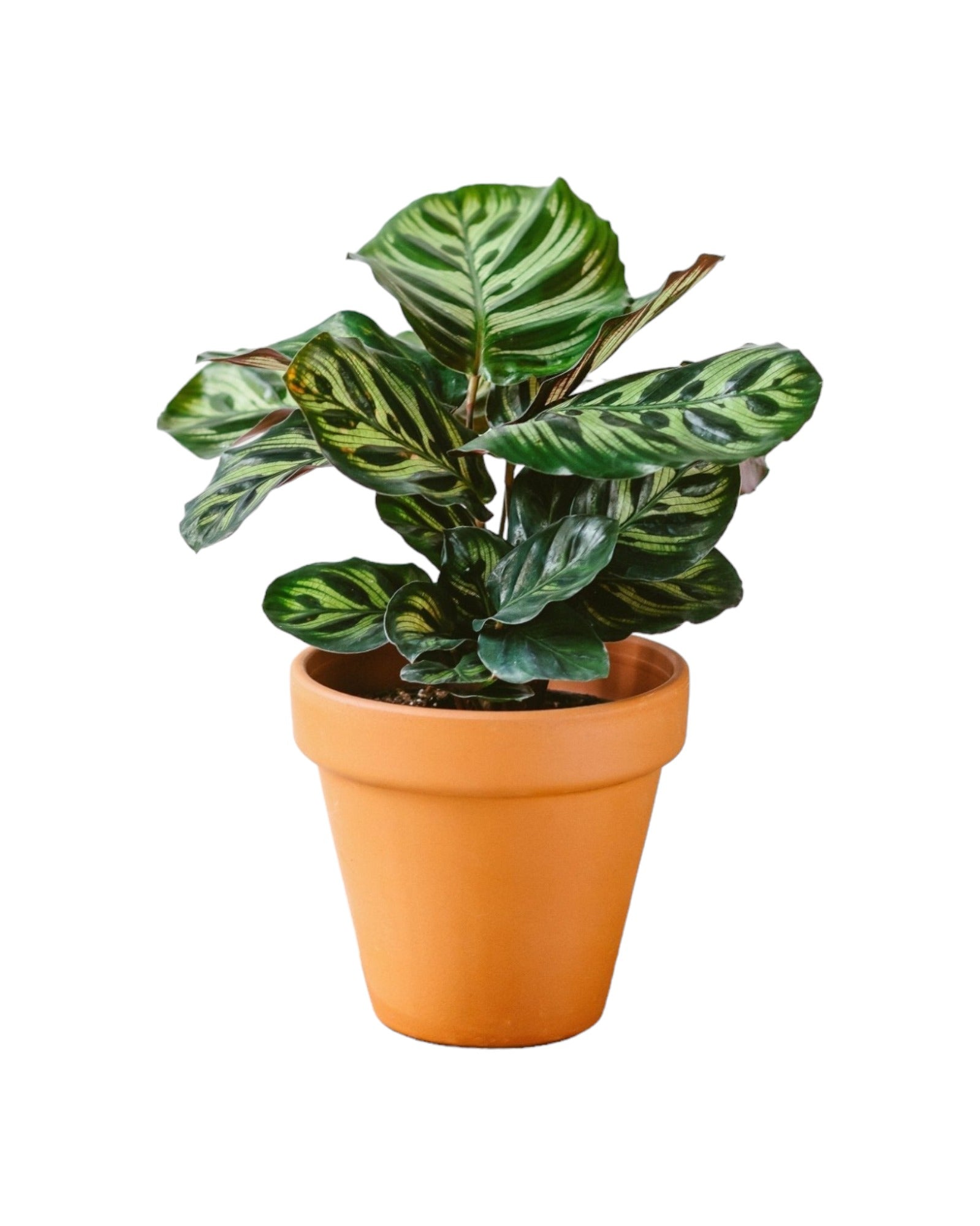 Plante d'intérieur - calathea makoyana 45.0cm