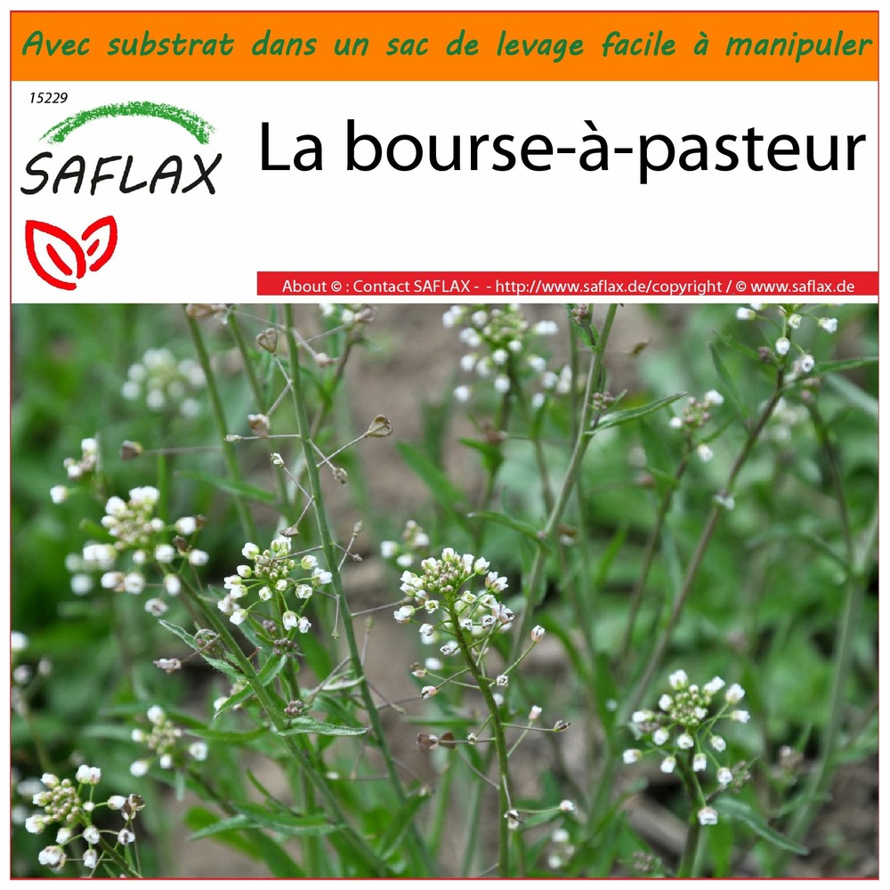 Jardin dans le sac - la bourse-à-pasteur - 1000 graines - capsella bursa-pastoris