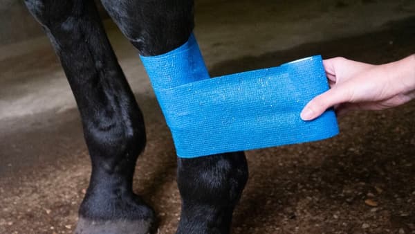 Bandasje Animal Blue Glitter Profi Plus 10 cm