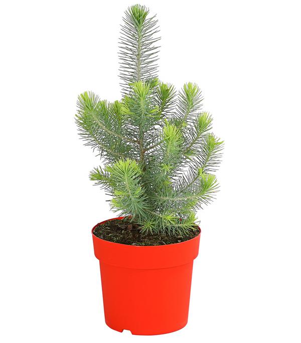 Pinie 'Silver Crest'