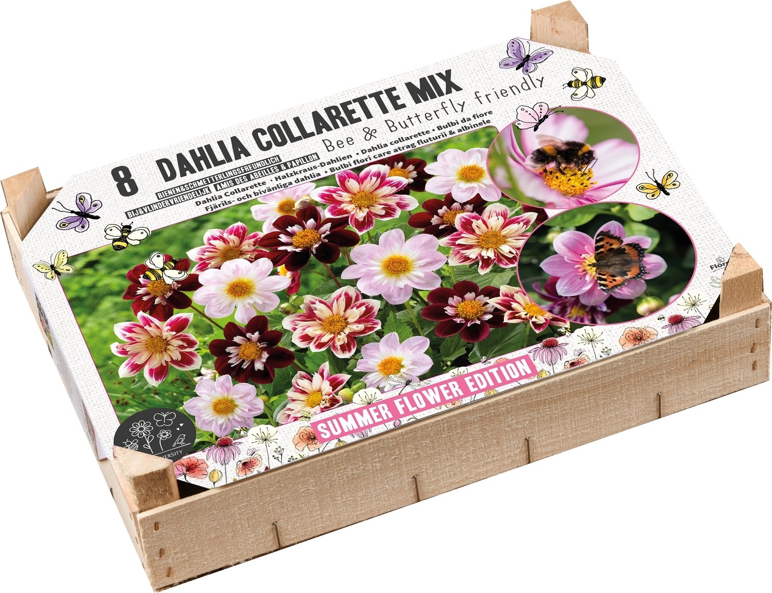 Florex Big Box dahlia knol (Dahlia) bij en vlinder vriendelijk 8 stuks