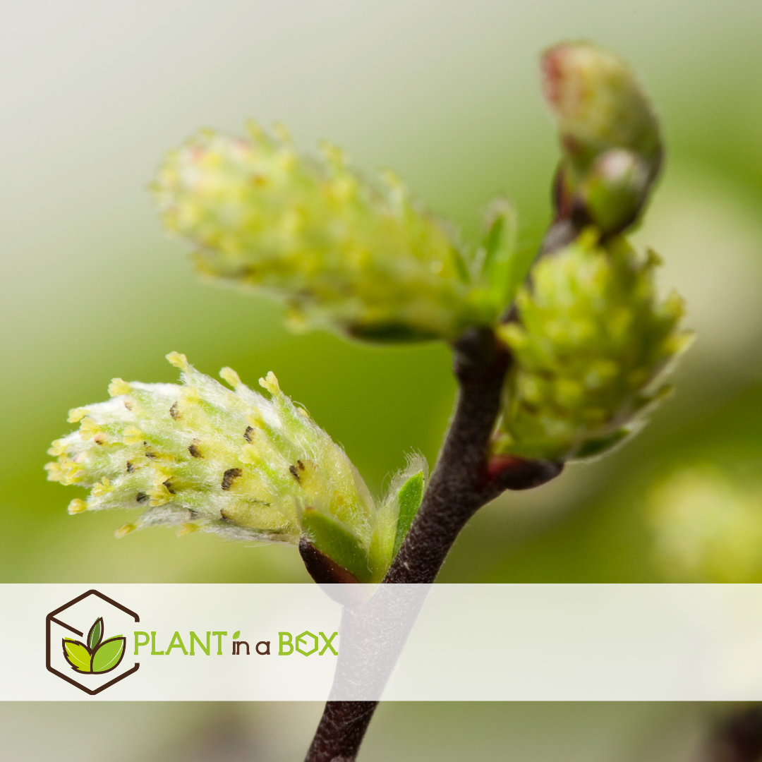 Salix arbuscula - saule nain - lot de 2 - arbre - ⌀19 cm - hauteur 80-90 cm