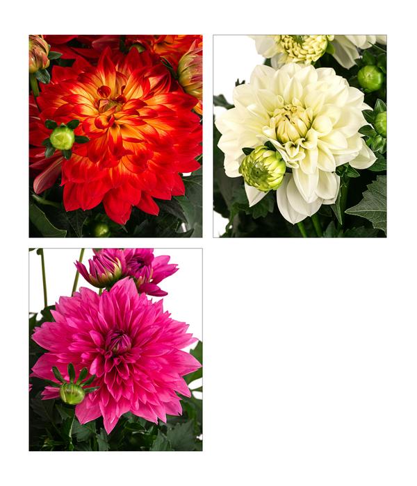 Dahlie, verschiedene Farben
