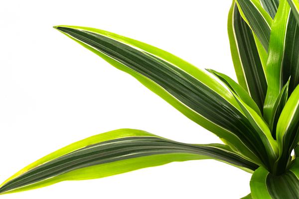 Drachenbaum - Dracaena 'Lemon Lime',
