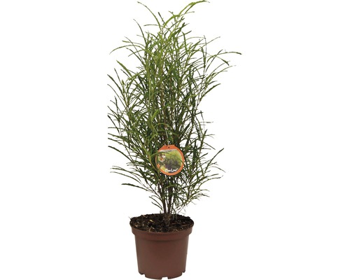 Zuilvormige Rotbaum FloraSelf Rhamnus frangula 'Fine Line' H 40-60 cm Co 5 L