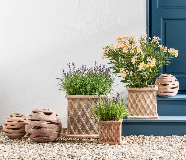 Dehner Lavendel 'Felice Purple'