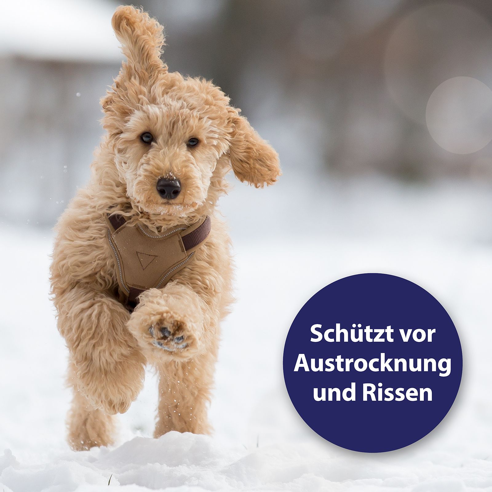 Canosept® Pfotenpflege für Hunde