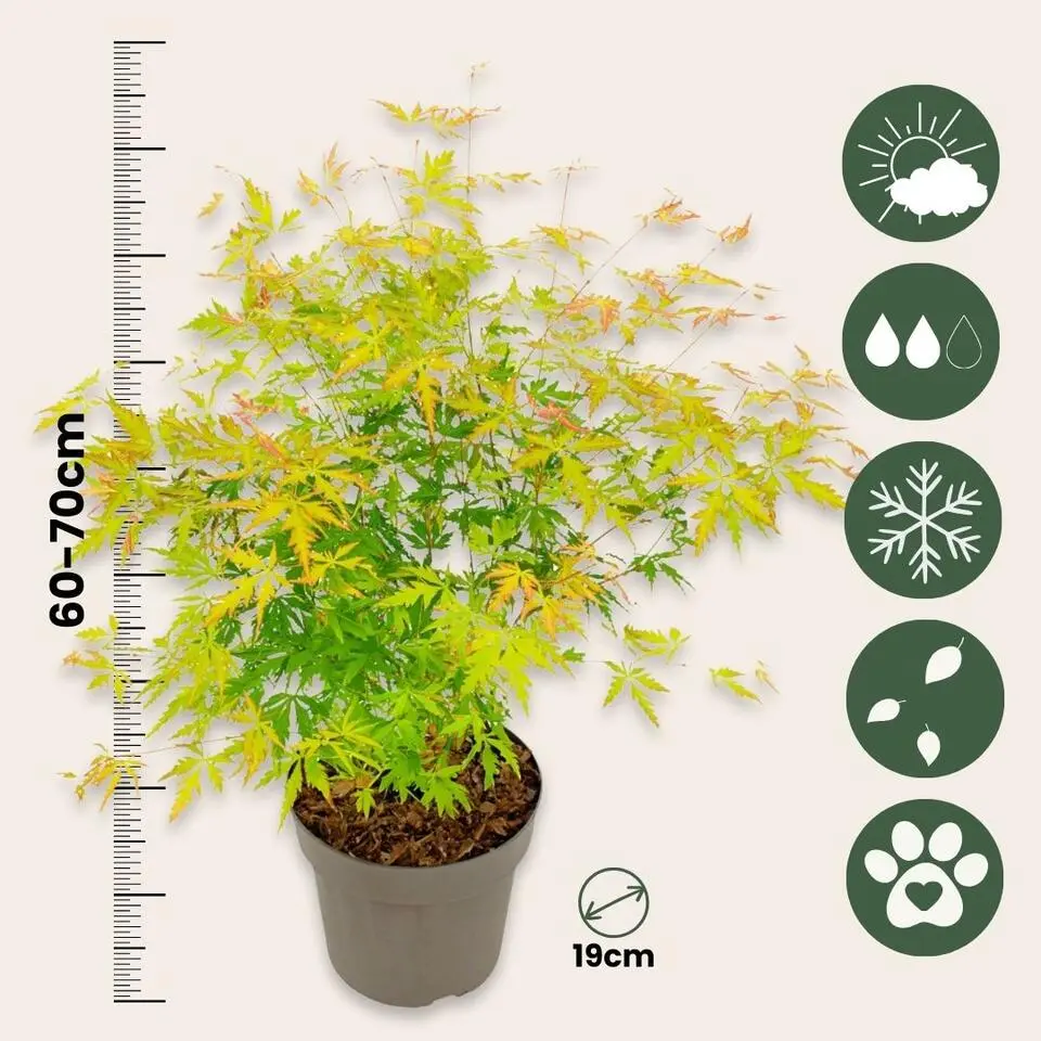 Japanse Esdoorn - Acer palmatum 'Orange Lace' - Hoogte 60-70cm - ⌀19cm