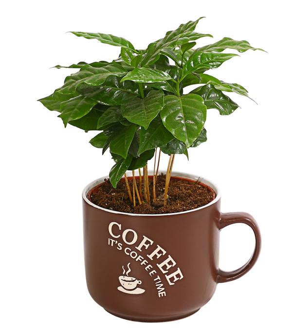 Kaffeepflanze - Coffea arabica, verschiedene