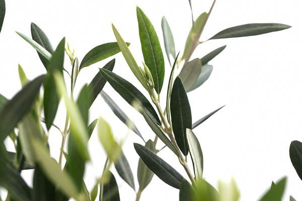 XXL Olivenstamm 'Leccino', ca. 180-200 cm