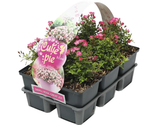 Dwergroos 'Cutie Pie' FloraSelf Rosa 'Cutie Pie' 6-pack Miniatuurvariëteit, doornloos, herbloeiend