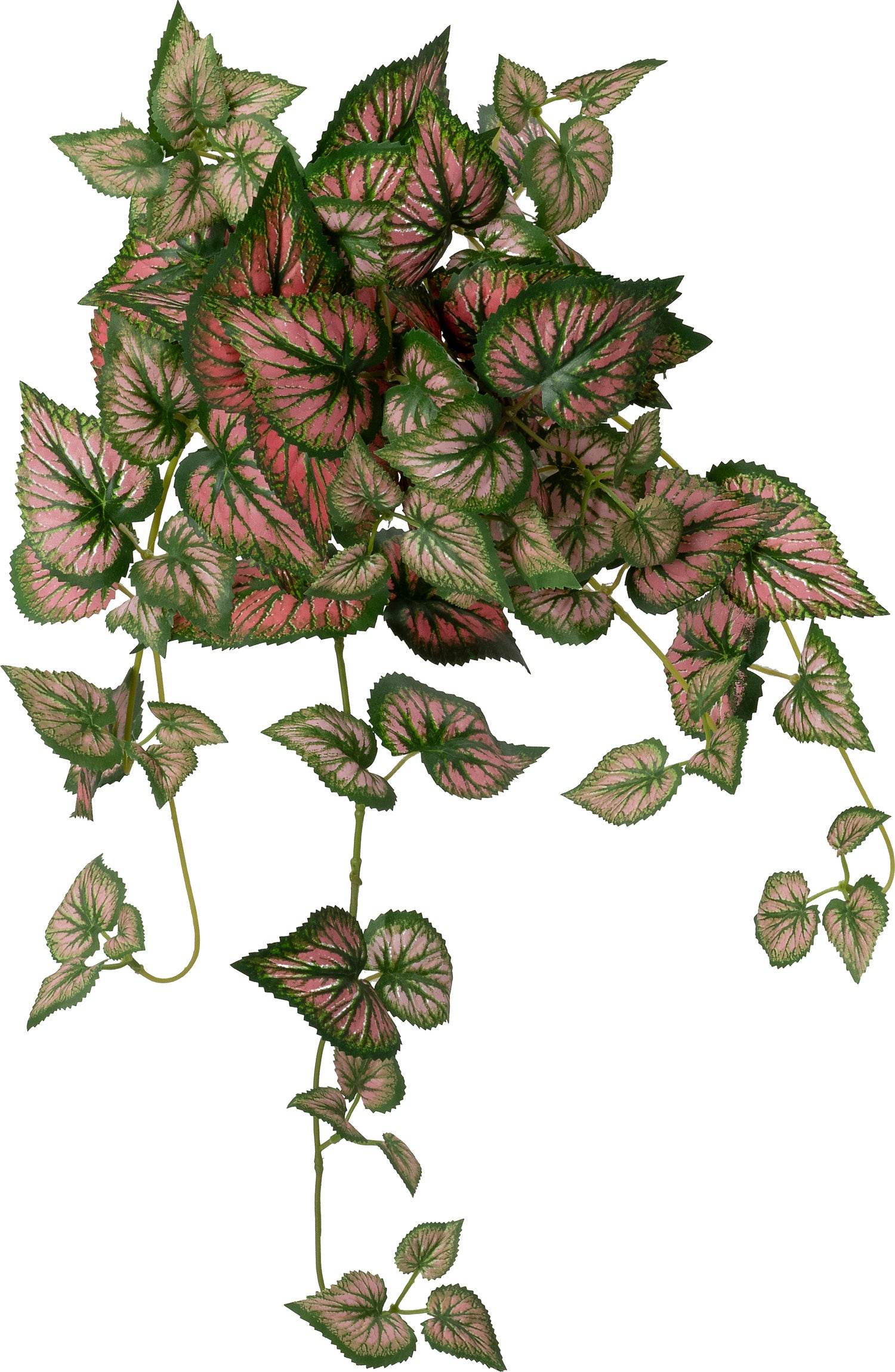 Intratuin kunsthangplant Bladbegonia rood groen 10 x 22 x 60 cm